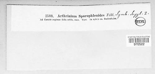 Arthrinium sporophleoides image